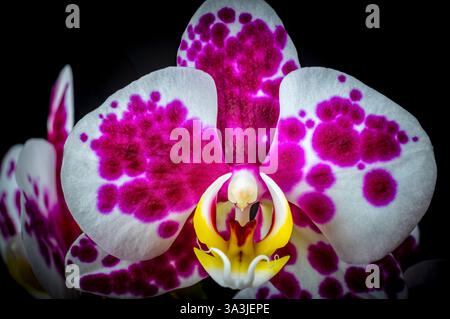 orchid flower purple pink white studio lights rich details isolated on black background Stock Photo