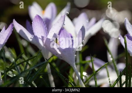 Close-up of purple crocus covered with water droplets and blooming in a meadow. The flowers glow softly against the light. Stock Photo