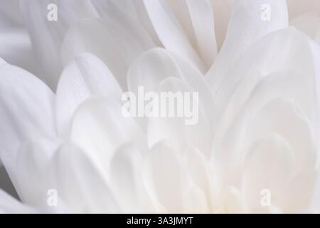 White chrysanthemum macro close up. Soft focus Stock Photo
