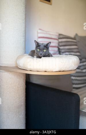 Russian blue cat is sitting in it's bed next to the sofa Stock Photo