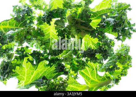 Fresh green kale leaves on white background Stock Photo