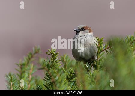 Passer domesticus aka house sparrow perched on the tree. Common bird in Czech republic. Stock Photo