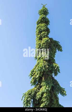 Picea glauca 'Pendula' - White Spruce tree in spring. Stock Photo