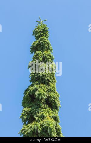 Picea glauca 'Pendula' - White Spruce tree in spring. Stock Photo