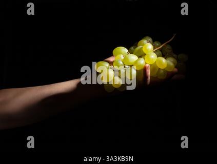 white grape in hand on black background Stock Photo