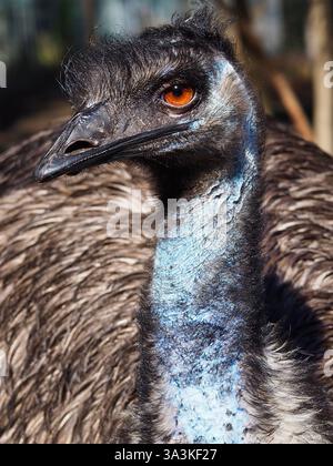 A closeup portrait of a sensational mesmerising Emu in outstanding beauty. Stock Photo