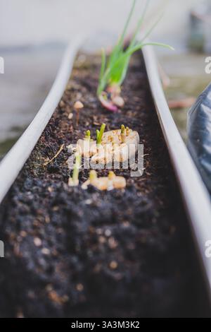 a white rectangular planter with rich, dark soil.  Focus is on a section of garlic bulb A sprouting shallot bulb is visible in the background, Stock Photo