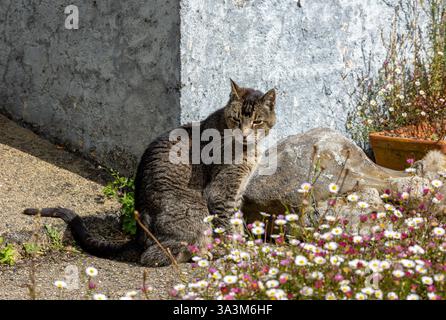 A cat resting near the grass with flowers on South Island, New Zealand Stock Photo