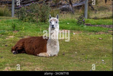 Funny Lama Alpaca on the Farm. Otago, New Zealand Stock Photo