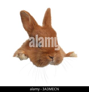 Cute fluffy bunny peeking out on white background Stock Photo