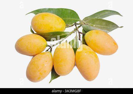 Six ripe yellow marian plum or mayong chit fruits (Bouea macrophylla) with attached leaves, isolated on white background, clipping path Stock Photo