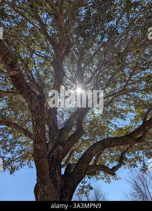 Sun peaking through the Branches Stock Photo