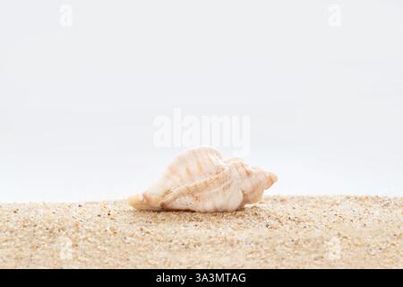 Shell on the sand by the sea in Brittany Stock Photo
