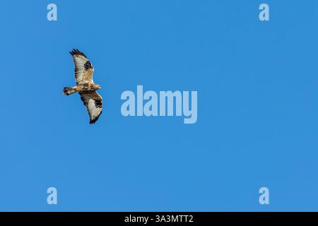 Rough-legged Buzzard, Buteo lagopus, flying overhead during late autumn in northern Norway. Stock Photo