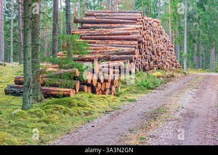 Forest road with stacked timber logs in a forest Stock Photo