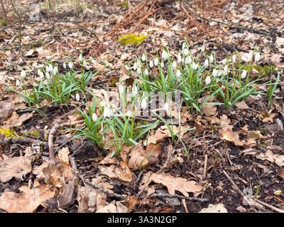 Snowdrop in bloom a early spring day Stock Photo