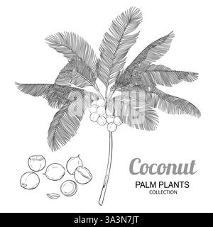 Coconut Palm with Nuts Outline Illustration Stock Vector