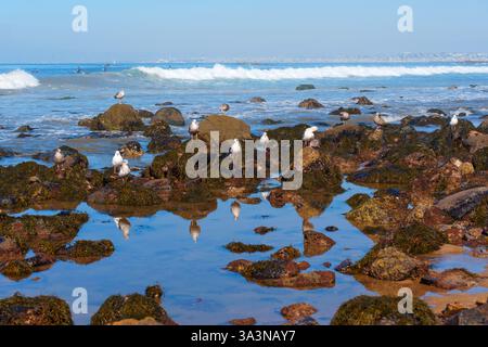 Rocky coastal landscape in Lunada Bay, Palos Verdes Estates, California, featuring seabirds resting on mossy rocks, with surfers riding waves in the b Stock Photo