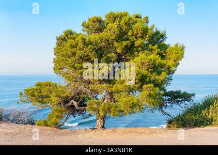 Solitary pine tree stands majestically on the edge of a cliff, overlooking the serene waters of the Pacific Ocean in Palos Verdes Estates, California, Stock Photo