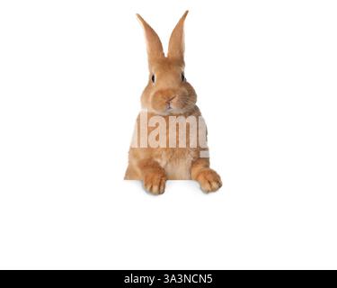 Cute fluffy rabbit peeking out from blue paper on white background ...