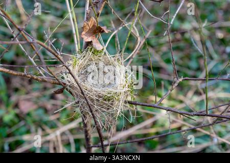 Empty bird's nest on delicate branches of a shrub in the forest in spring Stock Photo