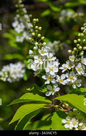 Selective focus photo. Bird cherry tree , Prunus padus blooming. Stock Photo