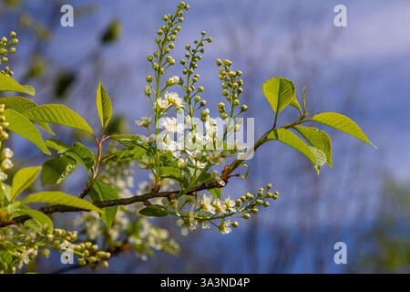 Selective focus photo. Bird cherry tree , Prunus padus blooming. Stock Photo