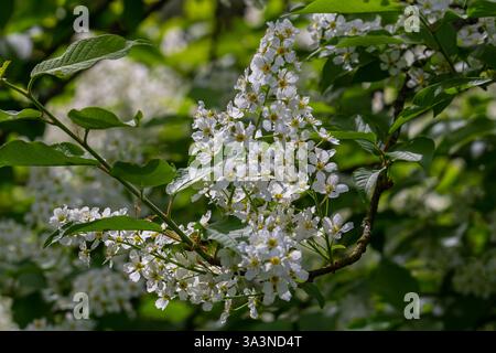 Selective focus photo. Bird cherry tree , Prunus padus blooming. Stock Photo