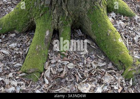 Moss-covered roots of a tree trunk in the forest Stock Photo