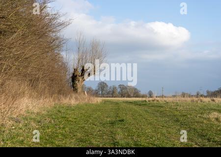 Landscape with forest edge, meadow, and pastures in spring Stock Photo