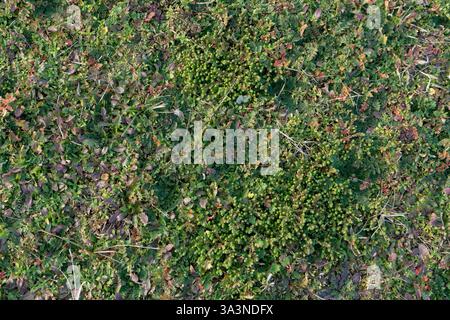 Close-up of forest floor with moss, needles, and dry leaves Stock Photo