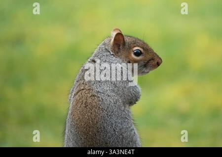 A seated grey squirrel with back to camera but looking round with head in profile with a soft focus green background Stock Photo