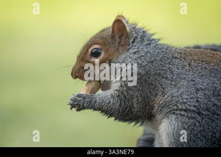 A seated grey squirrel in profile nibbling a monkey nut held in paws with a soft focus green background Stock Photo