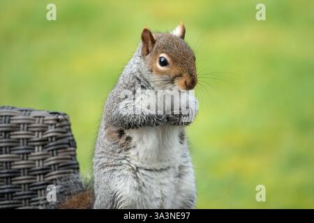 A seated grey squirrel facing camera with a soft focus green background Stock Photo