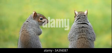 Two seated grey squirrels with backs to camera with one looking sideways to the other, ideal for a human dialogue. Soft focus green background Stock Photo