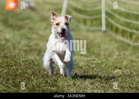 Parson Russell Terrier Running Lure Course Sprint Dog Sport Stock Photo