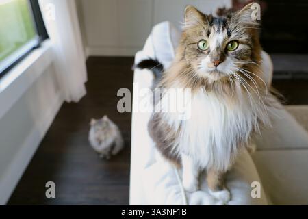 Two fluffy cats in a neutral living room Stock Photo