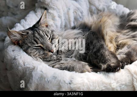 A gray tabby cat sleeping peacefully on a fluffy white bed Stock Photo