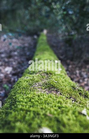 A moss covered fallen tree in a forest Stock Photo