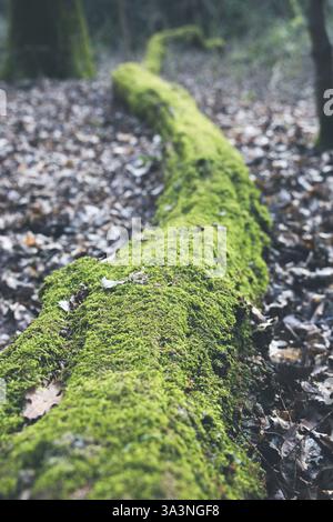 A moss covered fallen tree in a forest Stock Photo
