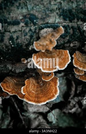 Fallen and decaying tree trunk covered in fungi Stock Photo