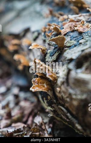 Fallen and decaying tree trunk covered in fungi Stock Photo