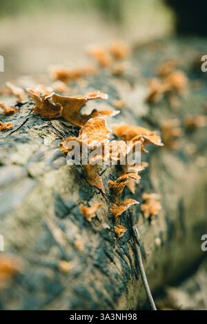 Fallen and decaying tree trunk covered in fungi Stock Photo