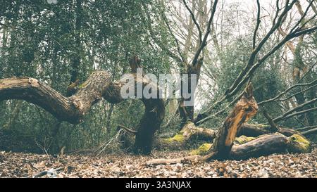 Fallen trees in a forest Stock Photo