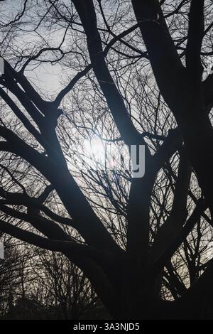 A winter tree silhouetted by the sun in a forest Stock Photo