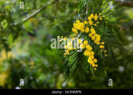Beautiful bright yellow hairy mimosa flowers close-up. Blooming mimosa tree in early spring waves on wind. Sunny spring day. Acacia dealbata. Fluffy f Stock Photo