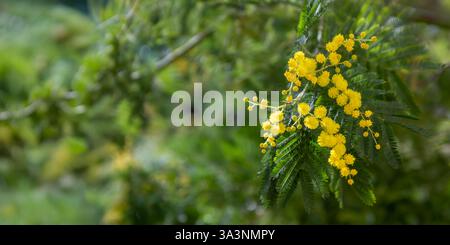 Beautiful bright yellow hairy mimosa flowers close-up. Blooming mimosa tree in early spring waves on wind. Sunny spring day. Acacia dealbata. Fluffy f Stock Photo