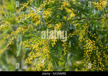 Beautiful bright yellow hairy mimosa flowers close-up. Blooming mimosa tree in early spring waves on wind. Sunny spring day. Acacia dealbata. Fluffy f Stock Photo