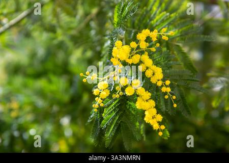 Beautiful bright yellow hairy mimosa flowers close-up. Blooming mimosa tree in early spring waves on wind. Sunny spring day. Acacia dealbata. Fluffy f Stock Photo