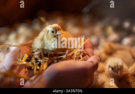 Cute newborn chick one day old standing on farmer's palm in incubator on farm Stock Photo